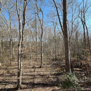 Photo #28 of SOLD property in Off Pole Run Rd, Disputanta, VA 114.0 acres