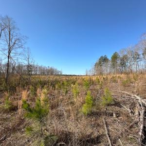 Photo #32 of SOLD property in Off Pole Run Rd, Disputanta, VA 114.0 acres