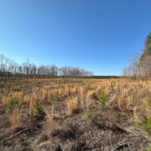 Photo #33 of SOLD property in Off Pole Run Rd, Disputanta, VA 114.0 acres