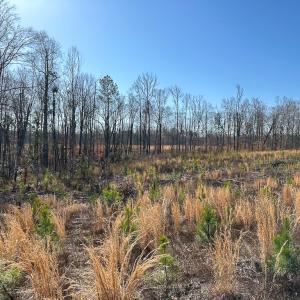 Photo #34 of SOLD property in Off Pole Run Rd, Disputanta, VA 114.0 acres