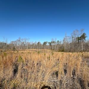 Photo #45 of SOLD property in Off Pole Run Rd, Disputanta, VA 114.0 acres