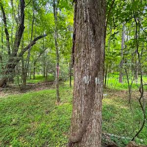 Photo #7 of Off Rolling Acres Rd, Skippers, VA 3.0 acres