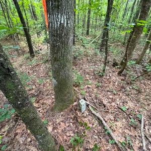 Photo #16 of Off Rolling Acres Rd, Skippers, VA 3.0 acres