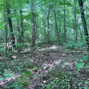 Photo #39 of Off Baltimore Rd, Warrenton, NC 2.4 acres