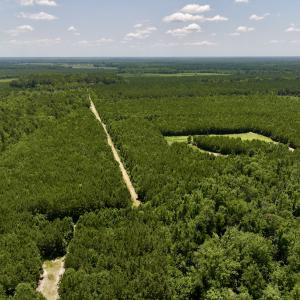 Photo #14 of Off Long Ridge Rd, Plymouth, NC 88.7 acres