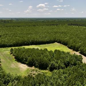 Photo #16 of Off Long Ridge Rd, Plymouth, NC 88.7 acres