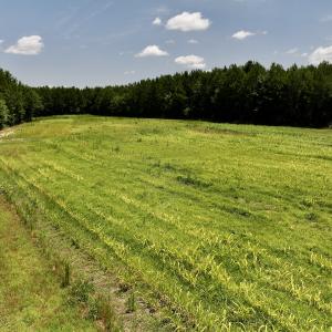Photo #20 of Off Long Ridge Rd, Plymouth, NC 88.7 acres