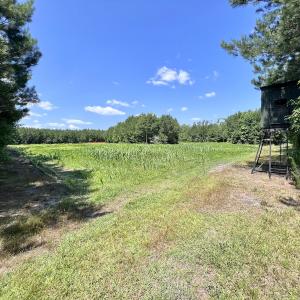 Photo #7 of Off Long Ridge Rd, Plymouth, NC 88.7 acres