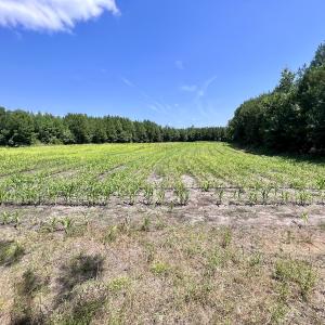 Photo #10 of Off Long Ridge Rd, Plymouth, NC 88.7 acres
