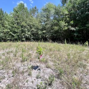 Photo #34 of Off Long Ridge Rd, Plymouth, NC 88.7 acres