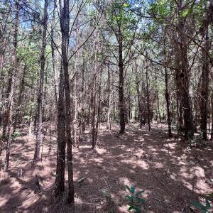 Photo #35 of Off Long Ridge Rd, Plymouth, NC 88.7 acres
