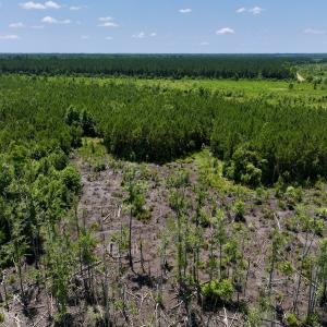 Photo #37 of Off Long Ridge Rd, Plymouth, NC 88.7 acres
