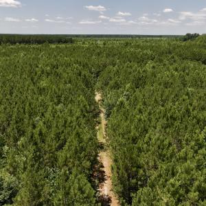 Photo #44 of Off Long Ridge Rd, Plymouth, NC 88.7 acres