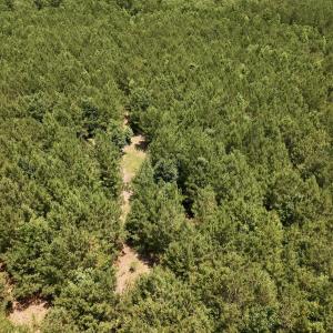 Photo #45 of Off Long Ridge Rd, Plymouth, NC 88.7 acres