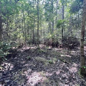 Photo #50 of Off Long Ridge Rd, Plymouth, NC 88.7 acres