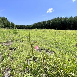 Photo #62 of Off Long Ridge Rd, Plymouth, NC 88.7 acres