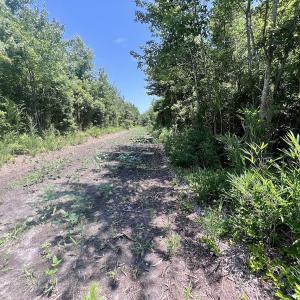 Photo #68 of Off Long Ridge Rd, Plymouth, NC 88.7 acres