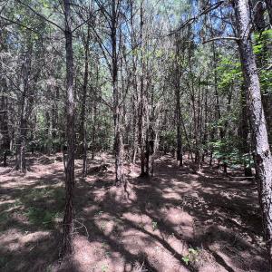 Photo #72 of Off Long Ridge Rd, Plymouth, NC 88.7 acres