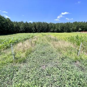 Photo #81 of Off Long Ridge Rd, Plymouth, NC 88.7 acres