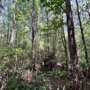 Photo #83 of Off Long Ridge Rd, Plymouth, NC 88.7 acres