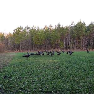 Photo #75 of Off Long Ridge Rd, Plymouth, NC 88.7 acres