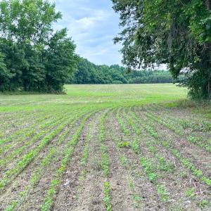 Photo #5 of Off Meherrin Rd, Courtland, VA 115.0 acres