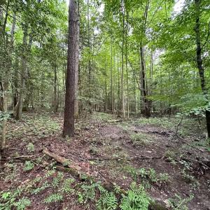 Photo #25 of Off Meherrin Rd, Courtland, VA 115.0 acres