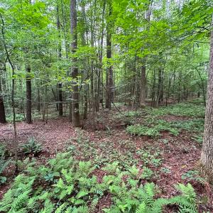 Photo #36 of Off Meherrin Rd, Courtland, VA 115.0 acres