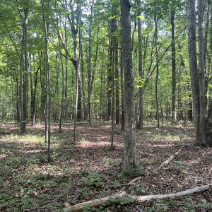 Photo #2 of 0001 Deer Run Trail, Mebane, NC 1.0 acres