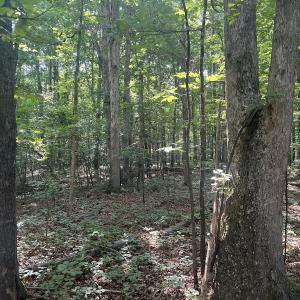 Photo #4 of 0001 Deer Run Trail, Mebane, NC 1.0 acres