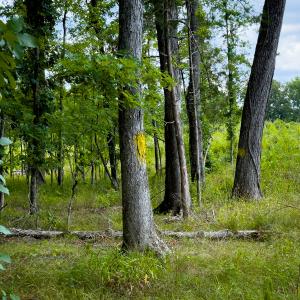 Photo #35 of Off Townsville Road - Lot 4B, Bullock, NC 18.8 acres