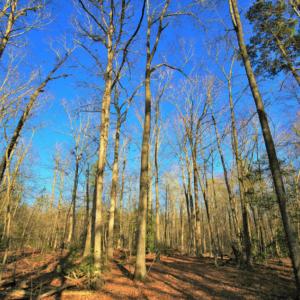 Photo of SOLD!  120 Acres of Hunting Land For Sale in Nash County NC!