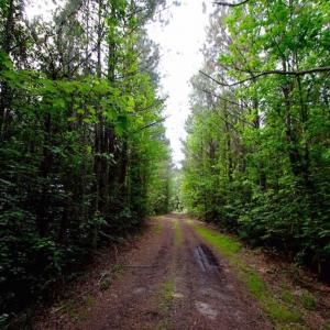 Photo of SOLD!!  283.83 Acres of Hunting and Timber Land For Sale In Pamlico County NC!