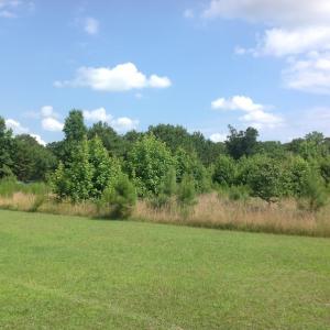 Photo of SOLD!  2.6 Acres of Hunting Land and Home Site For Sale in Suffolk VA!