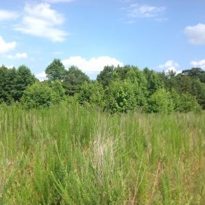Photo of SOLD!  2.6 Acres of Hunting Land and Home Site For Sale in Suffolk VA!