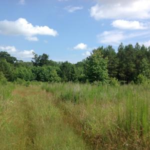 Photo of SOLD!  2.3 Acres of Hunting Land for Sale in Suffolk VA!