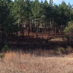 Photo of UNDER CONTRACT!  203 Acres of Hunting Land For Sale in Pittsylvania County VA!