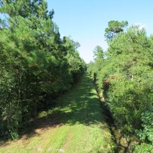 Photo of UNDER CONTRACT!  28 Acres of Hunting Land For Sale in Pender County NC!