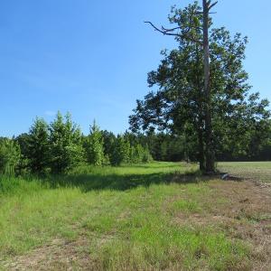 Photo of UNDER CONTRACT!  39.7 Acres of Hunting  and Timber Land For Sale in Columbus County NC!