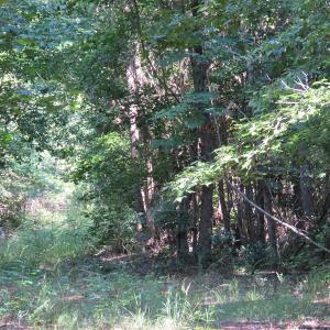 Photo of UNDER CONTRACT!  39.7 Acres of Hunting  and Timber Land For Sale in Columbus County NC!