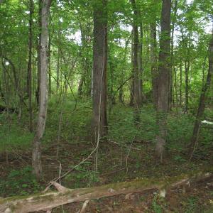 Photo of SOLD!  30.30 Acres of  Farm Land For Sale in Alamance County NC!