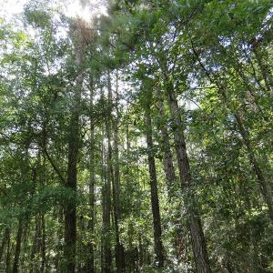 Photo of UNDER CONTRACT!  50.81 Acres of Hunting Land For Sale in Columbus County NC!