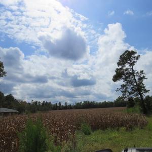 Photo of UNDER CONTRACT!  50.81 Acres of Hunting Land For Sale in Columbus County NC!