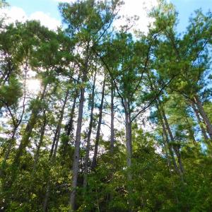 Photo of UNDER CONTRACT!  86.59 Acres of Timber and Hunting Land For Sale in Wilson County NC!