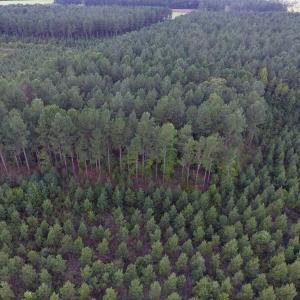 Photo of UNDER CONTRACT!  86.59 Acres of Timber and Hunting Land For Sale in Wilson County NC!