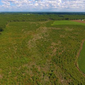 Photo of UNDER CONTRACT!  92.6 Acres of Farm and Timber Land For Sale in Wilson County NC!
