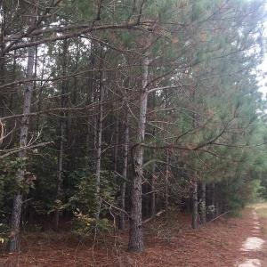 Photo of UNDER CONTRACT!  215 Acres of Prime Hunting Land For Sale in Robeson County NC!