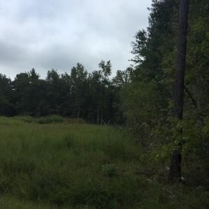 Photo of UNDER CONTRACT!  3.6 Acres of Recreational Timber Land For Sale in Robeson County NC!