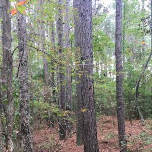 Photo of SOLD!  1 +/- Acres of Recreational Land for Sale in Robeson County NC!