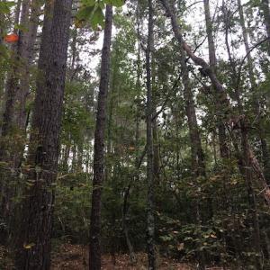 Photo of SOLD!  1 +/- Acres of Recreational Land for Sale in Robeson County NC!